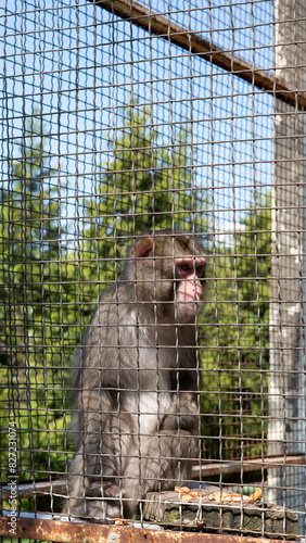 A macaque behind bars in a zoo cage, gazing at the world with sadness in its eyes, embodying loneliness.