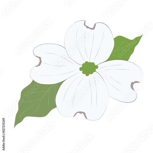 Dogwood