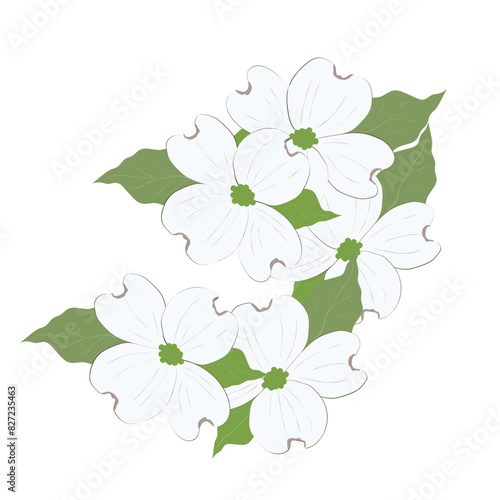 Dogwood