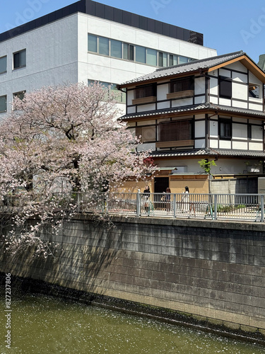 Photography Cherry blossom and building