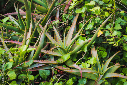 Aloe vera plant growing in nature, close-up photo.