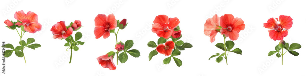 red Geranium isolated on a white background: A vibrant red tulip flower in full bloom stands out against a clean white background red Geranium isolated on a white background: A vibrant red tulip flower in full bloom stands out against a clean white background