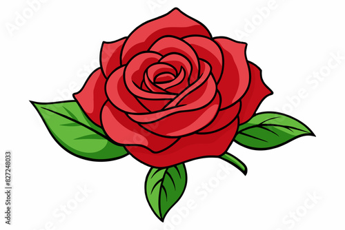 rose--white-background- vector illustration 