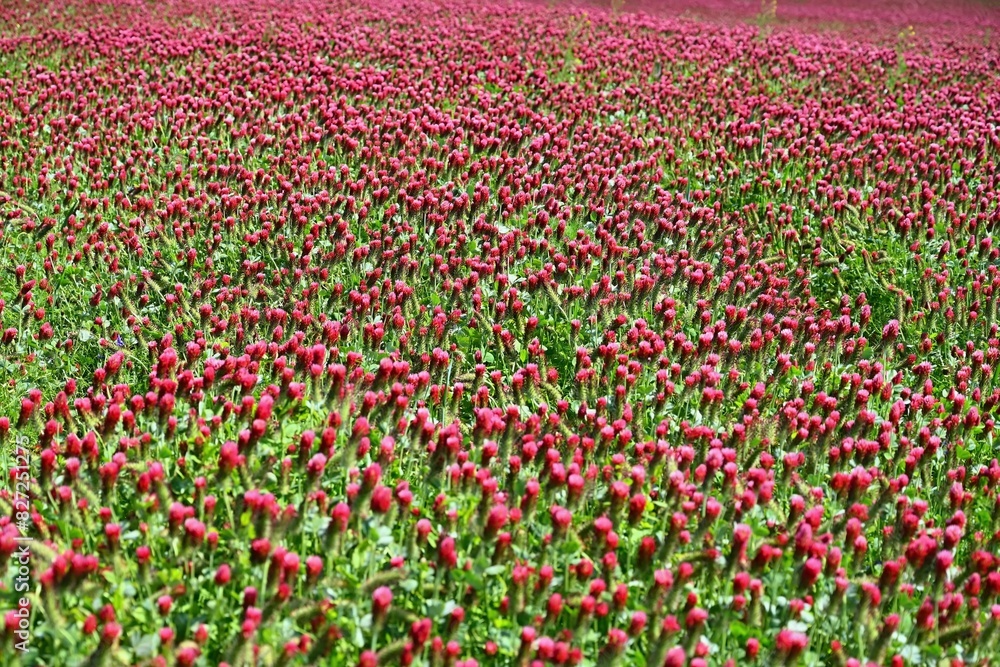 A beautiful blooming red field in the Czech Republic. Concept for nature and agriculture. Beautiful red flowers. Spring nature background. Clover incarnate - Trifolium incarnatum A beautiful blooming red field in the Czech Republic. Concept for nature and agriculture. Beautiful red flowers. Spring nature background. Clover incarnate - Trifolium incarnatum