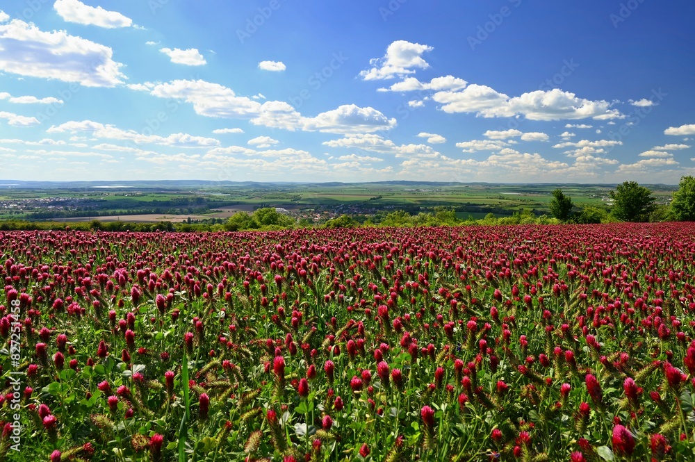 A beautiful blooming red field in the Czech Republic. Concept for nature and agriculture. Beautiful red flowers. Spring nature background. Clover incarnate - Trifolium incarnatum A beautiful blooming red field in the Czech Republic. Concept for nature and agriculture. Beautiful red flowers. Spring nature background. Clover incarnate - Trifolium incarnatum