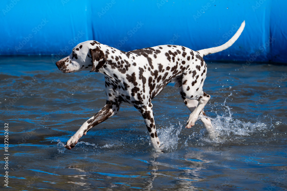 Dalmation dog at the beach in a swimming pool
Dalmation dog at the beach in a swimming pool