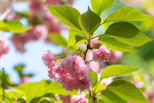 Blooming sakura branch in Belgrade Botanical Park