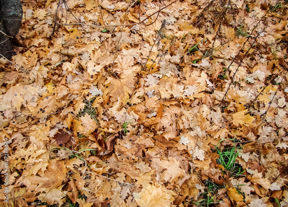 Autumn maple leaves close-up as an autumn background. Autumn maple leaves close-up as an autumn background.
