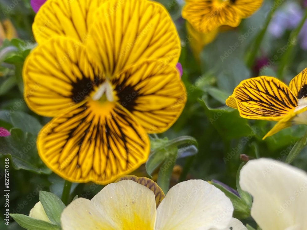 horse,animals,tiger,food,flowers horse,animals,tiger,food,flowers