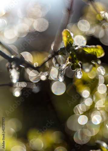 abstract ice, fragments of water and plants, cold frosty morning in spring, fragments of flowers in backlight, selective focus