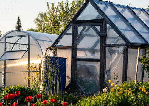 film greenhouse, spring in the garden, gardener's concept, first spring greens and flowers