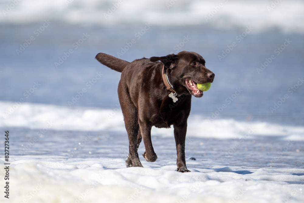 labrador dog on the beach close up running in the sea labrador dog on the beach close up running in the sea