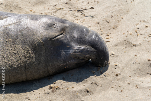 Sea Elephant on the beach at Piers Blancas Light in California, USA
