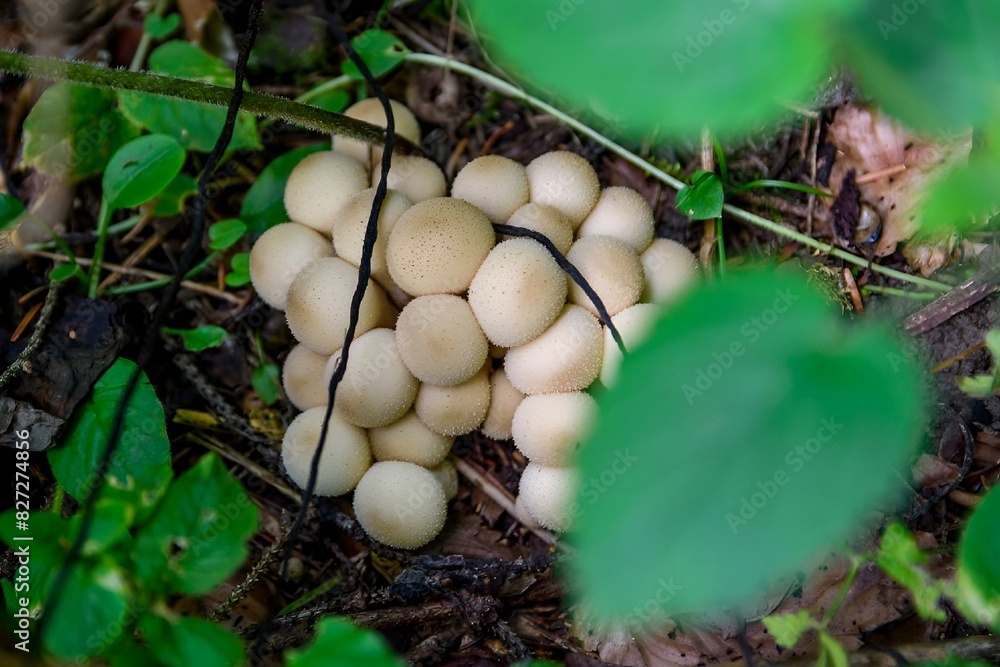 Few mushrooms scattered on ground under leaves in Ceahlau Mountain, Piatra Neamt, Romania Few mushrooms scattered on ground under leaves in Ceahlau Mountain, Piatra Neamt, Romania