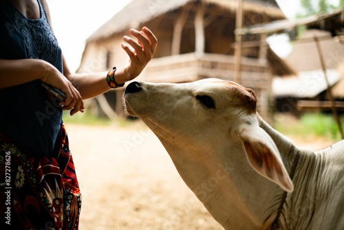 Fototapeta Naklejka Na Ścianę i Meble -  Country side and animals