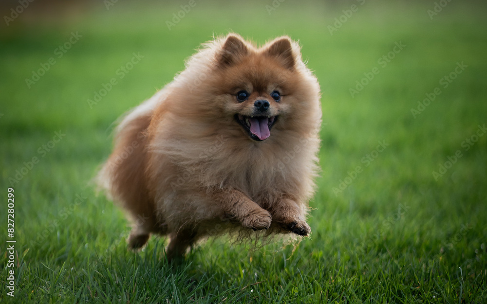 Closeup shot of an adorable fluffy pomeranian dog running on a grassy field Closeup shot of an adorable fluffy pomeranian dog running on a grassy field