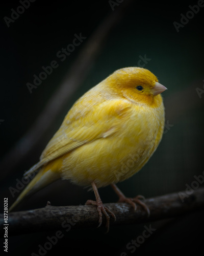 Vertical closeup shot of a yellow canary bird perched on a tree branch