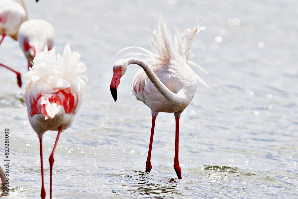 Flamingos in Walvis Bay