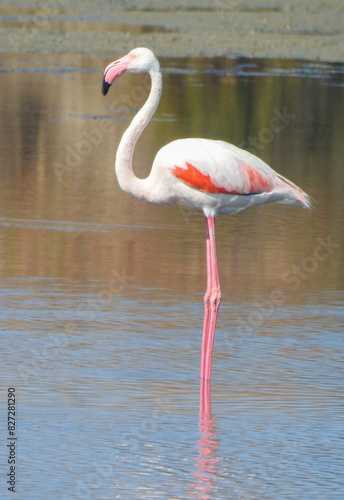 Greater Flamingo (Phoenicopterus roseus) at Ria Formosa, Algarve, Portugal 