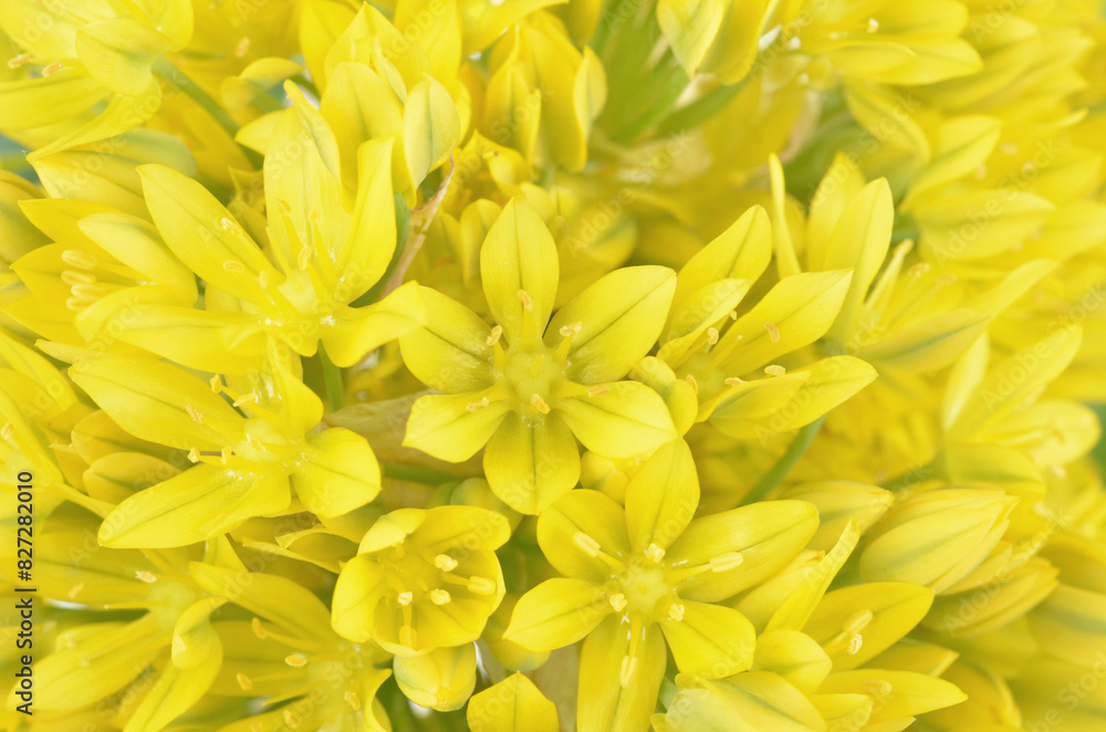 Fototapeta premium Allium moly yellow golden lily leek garlic flowers in bloom, background