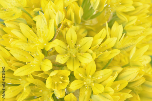 Allium moly yellow golden lily leek garlic flowers in bloom,  background