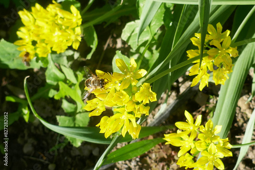 Allium moly yellow golden lily leek garlic flowers in bloom, beautiful ornamental garden springtime flowering plant