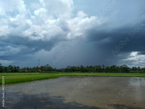view of rice fields with cloudy skies