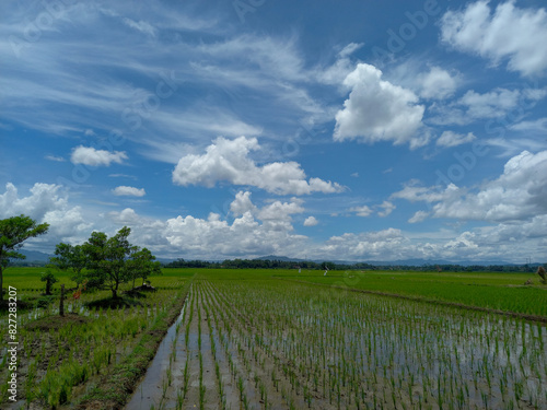 view of rice fields with clear skies