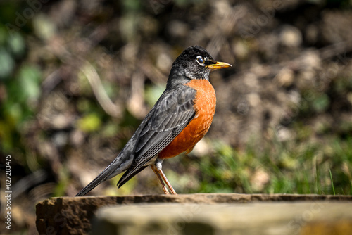 Robin looking for food on a flagstone staircase. © Wirestock