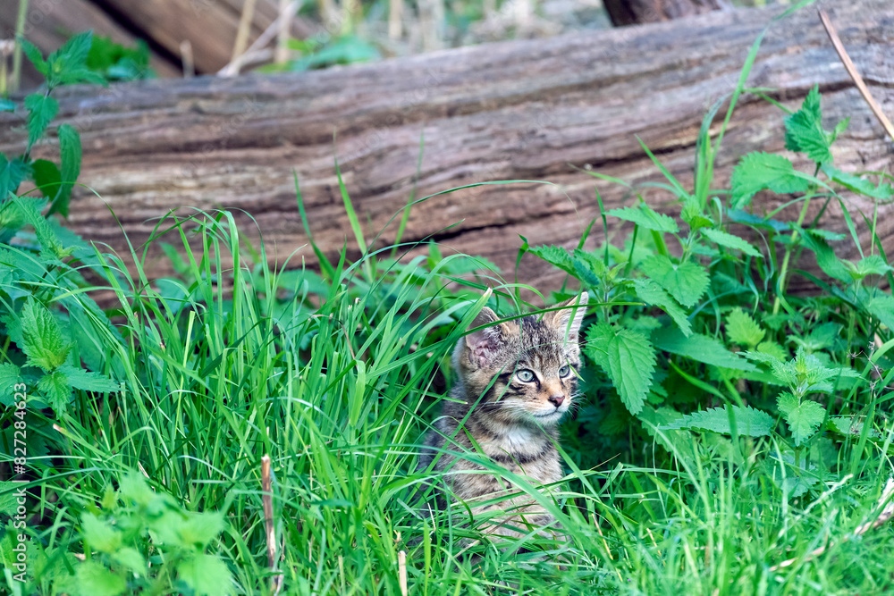 Scottish wildcat kitten camouflaged in the grass beside logs in its natural habitat. Scottish wildcat kitten camouflaged in the grass beside logs in its natural habitat.