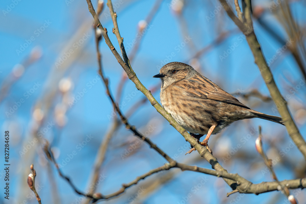 Dunnock, Prunella modularised perched in a hedgerow enjoying the winter sunshine. Dunnock, Prunella modularised perched in a hedgerow enjoying the winter sunshine.