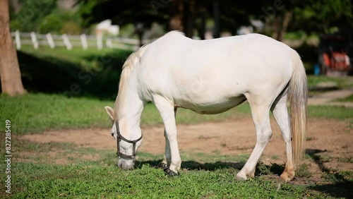 White horse grazing in lush green pasture outdoors