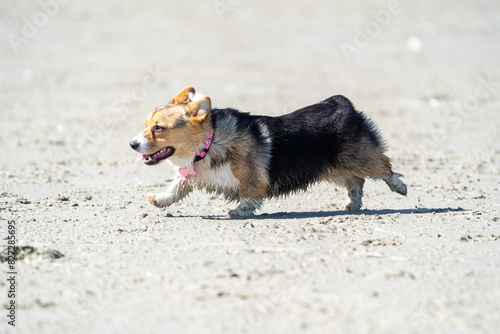 welsh corgi pembroke puppy running on a beach  © LDC