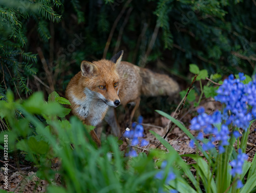 Red fox in the woods surrounded by green bushes and flowers photo