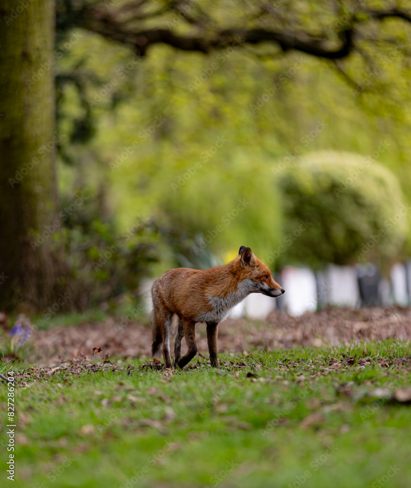 Obraz premium Red fox in a green grassy meadow