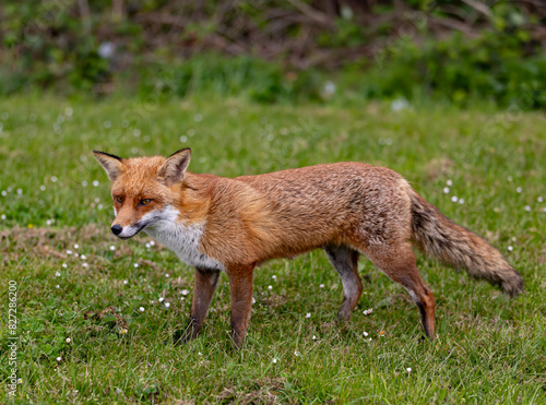 Red fox standing in a green grassy meadow © Wirestock