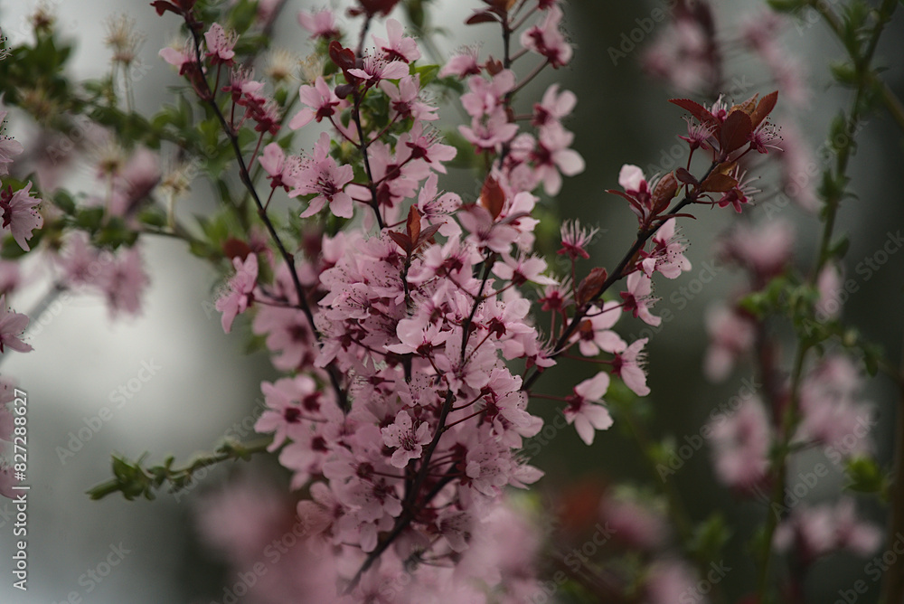 Blooming plant with pink flowers in spring Blooming plant with pink flowers in spring