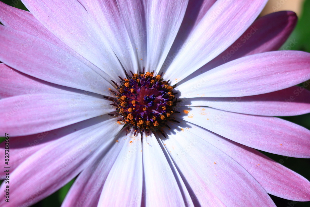 Close-up of a purple and white spring flower in blossom Close-up of a purple and white spring flower in blossom