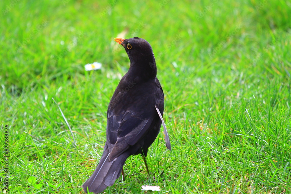 Common blackbird perched in forest grass, observing the surroundings Common blackbird perched in forest grass, observing the surroundings