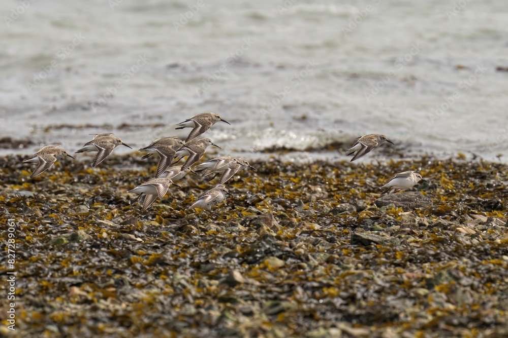 Group of Dunlin birds gathered on a beach by the water Group of Dunlin birds gathered on a beach by the water