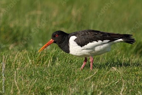 фотографія Oystercatcher bird with a lengthy beak in a grassy field