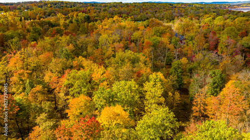 Scenic forest landscape with vibrant autumn trees