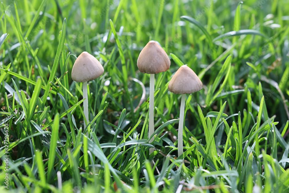 White dunce cap, Conocybe apala, also known as Milky conecap, wild mushroom from Finland White dunce cap, Conocybe apala, also known as Milky conecap, wild mushroom from Finland