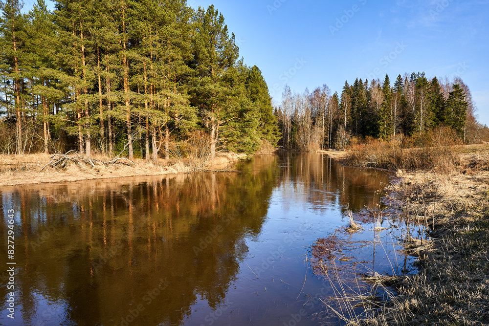 Winter forest beside a calm water bodyl Winter forest beside a calm water bodyl