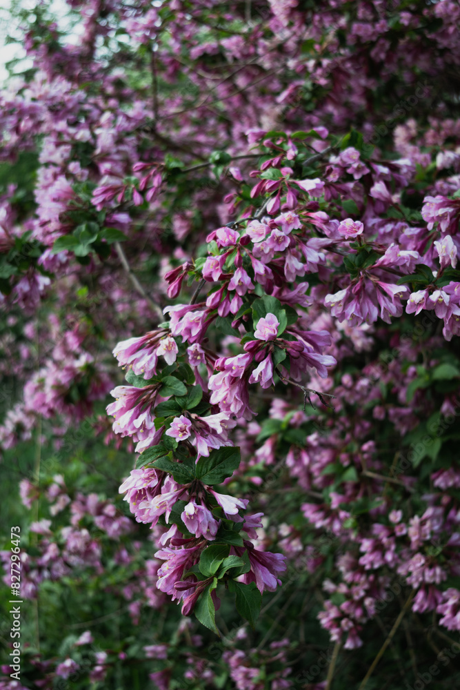 Lilac bush close up, purple flowers on the bush Lilac bush close up, purple flowers on the bush