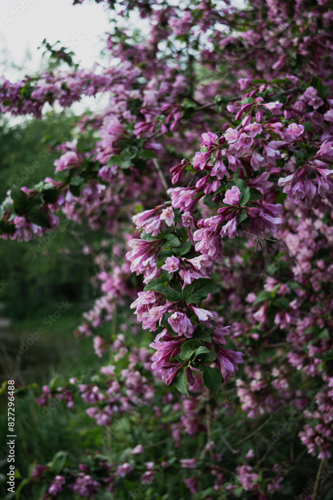 Lilac bush close up, purple flowers on the bush Lilac bush close up, purple flowers on the bush