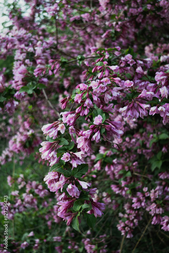 Lilac bush close up, purple flowers on the bush