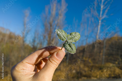 Green frost clover trefoil leaf ice covered because of cold weather early slight frosts in young fingers above blue sunny sly. Risks and threat for harvest,agriculture.