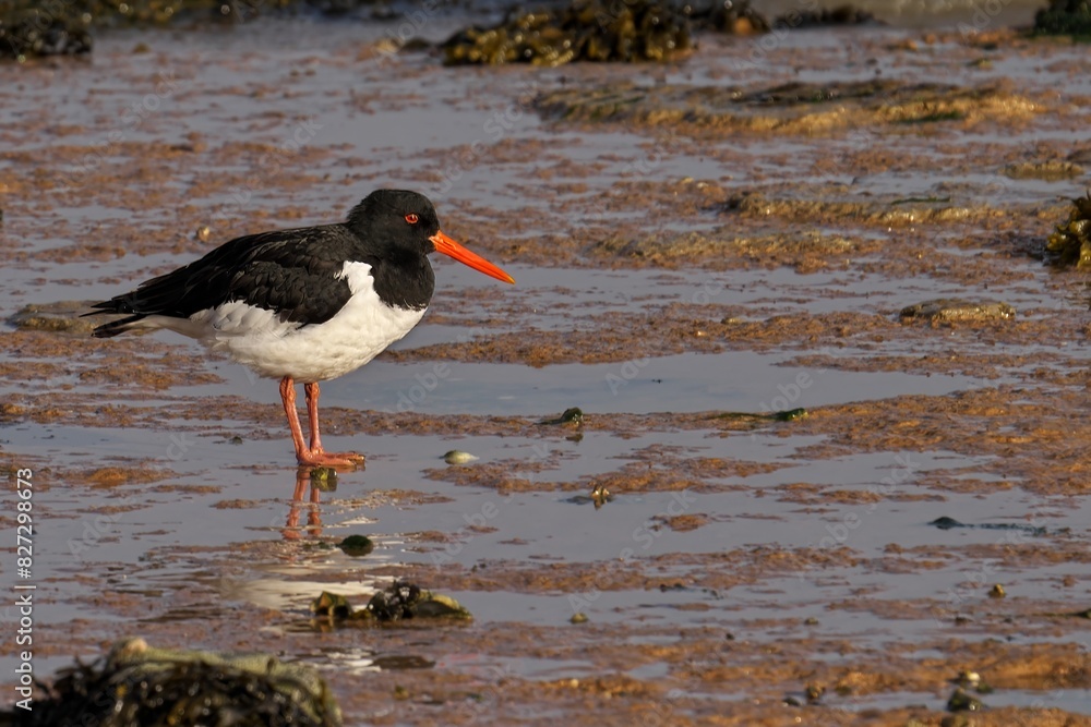 Oystercatcher bird perched on rocks in muddy terrain Oystercatcher bird perched on rocks in muddy terrain