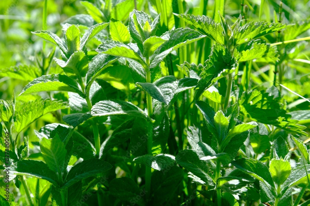 A lot of mint leaves (Mentha) growing on meadow. A lot of mint leaves (Mentha) growing on meadow.